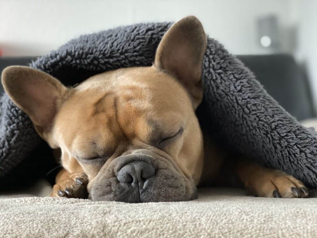 Franse bulldog