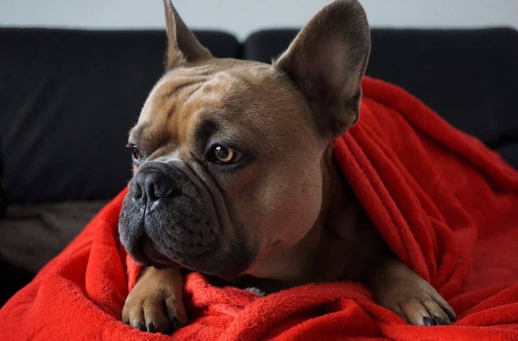 Franse bulldog