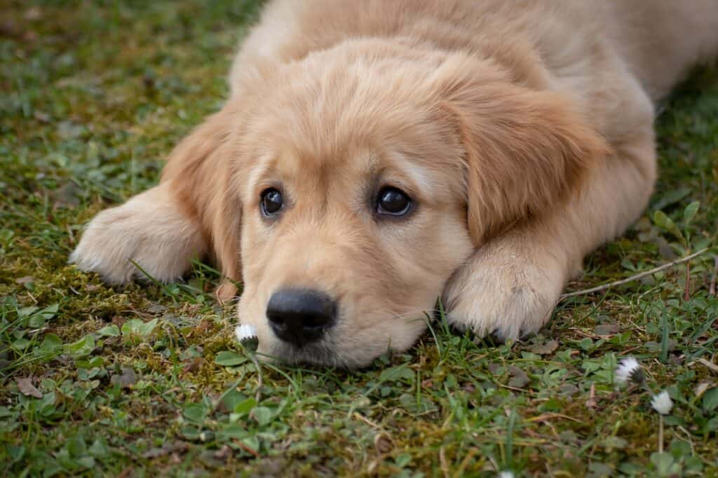 Golden retriever