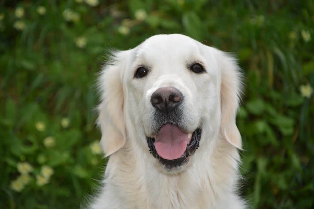 Golden retriever