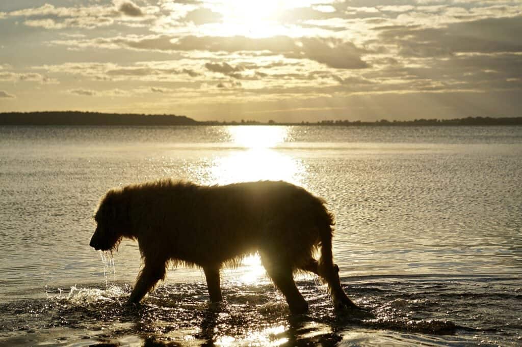 Irischer Wolfshund 