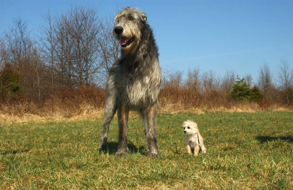 Irischer Wolfshund 