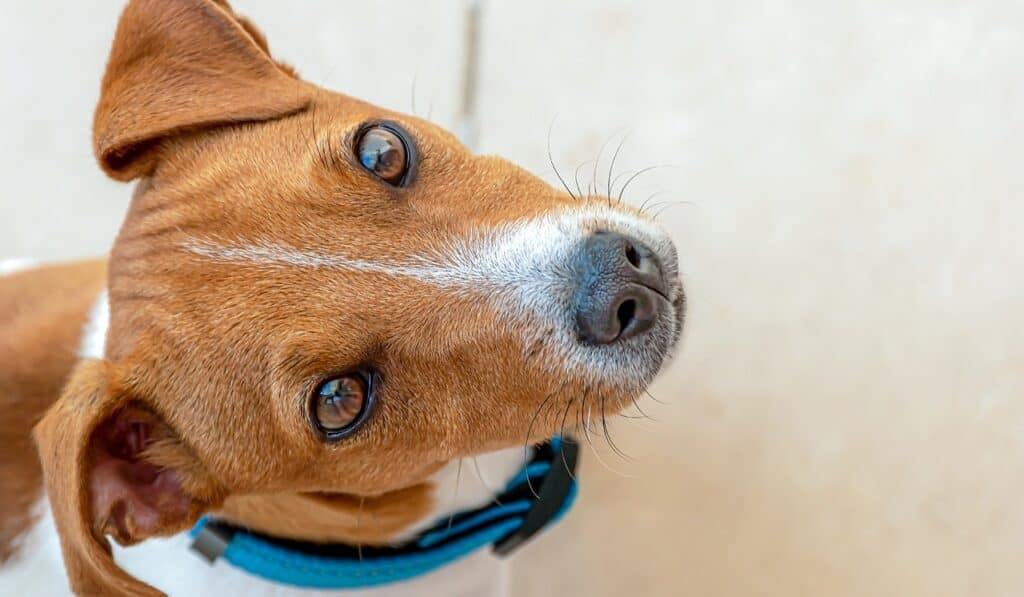 Jack Russell 