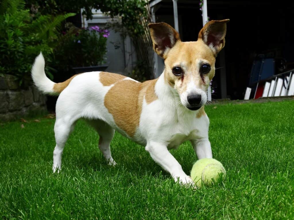 Jack Russell 