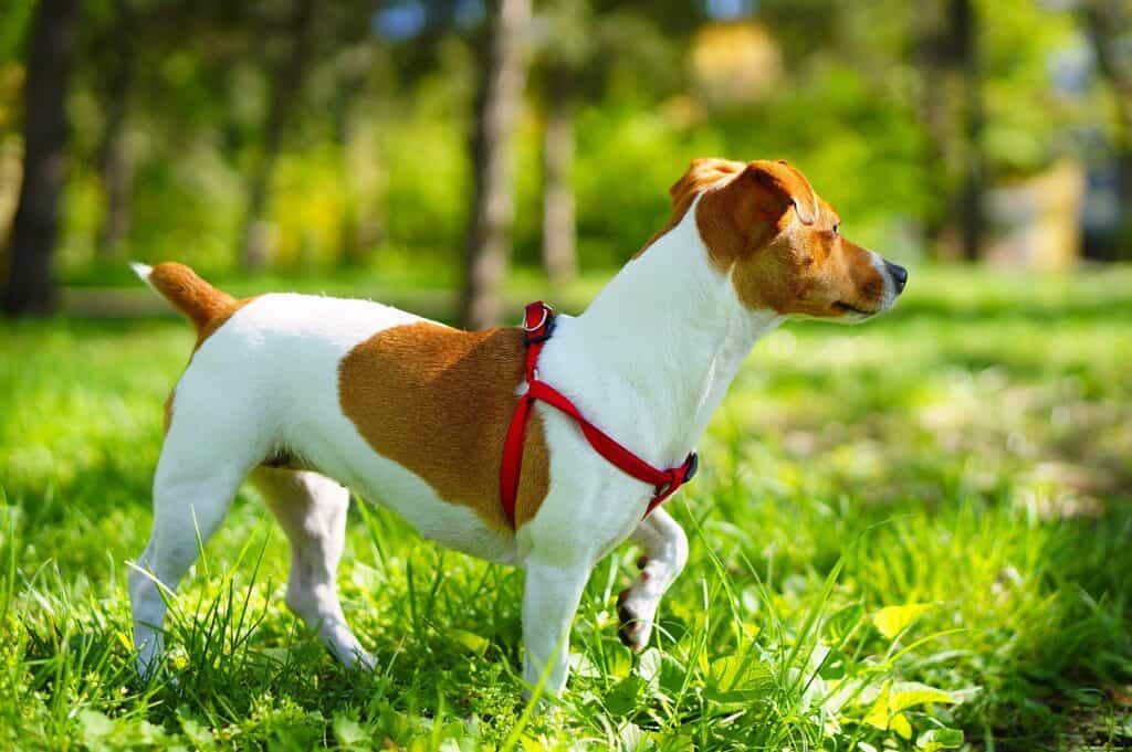 Jack Russell 