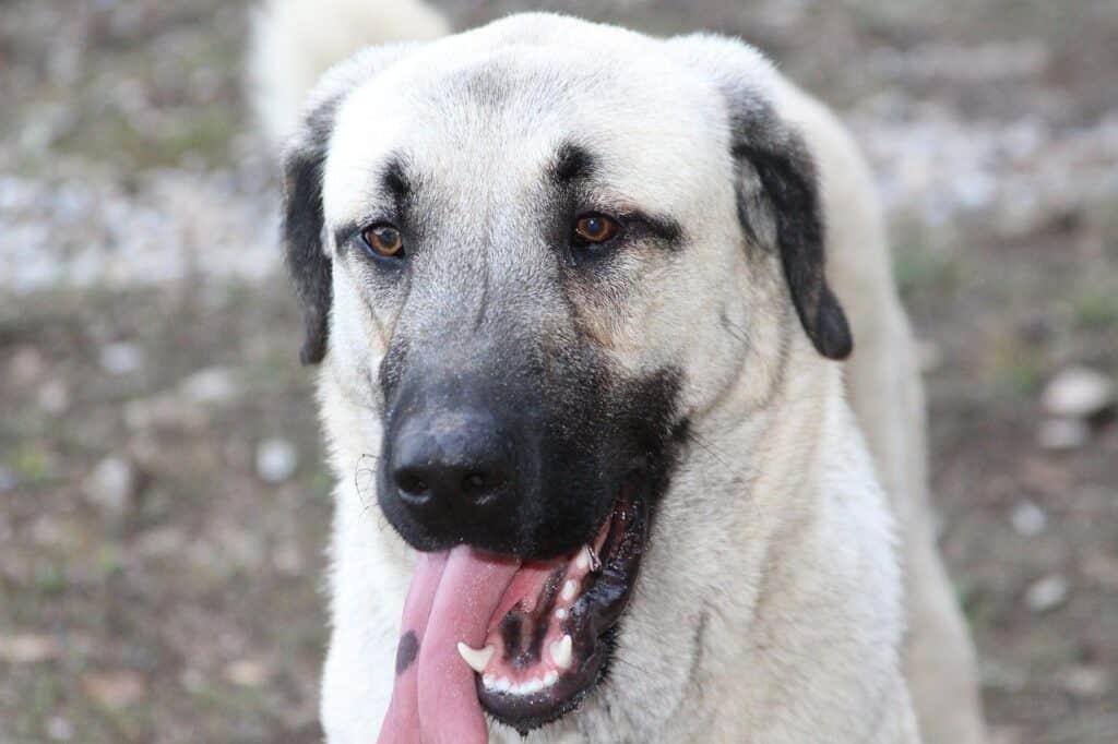 Kangal