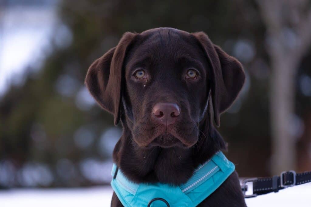 Labrador