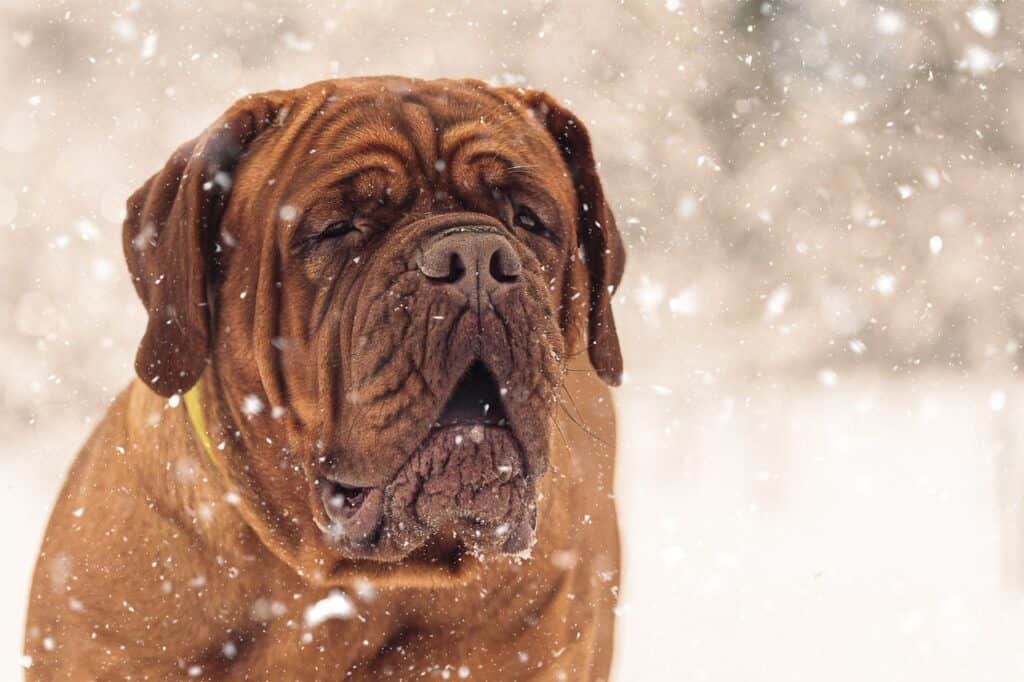 Mastiff