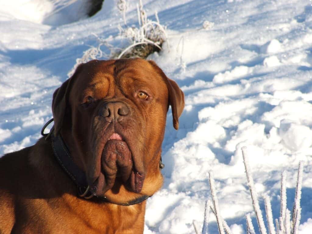 Mastiff