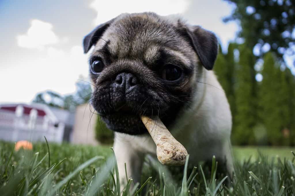 Mops
