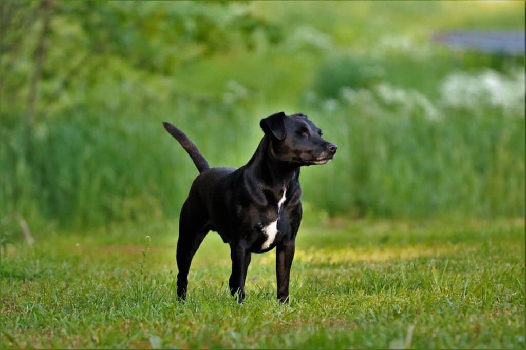 Patterdale Terrier