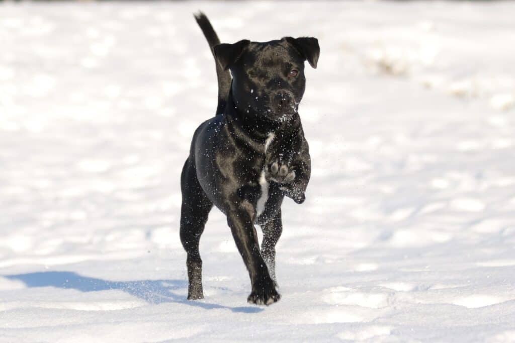 Patterdale Terrier