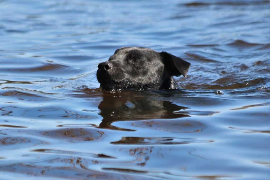 Patterdale Terrier