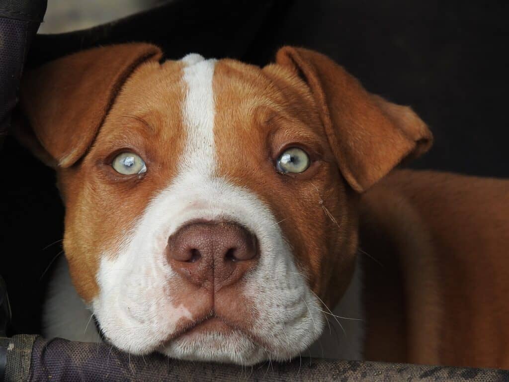 Pitbull