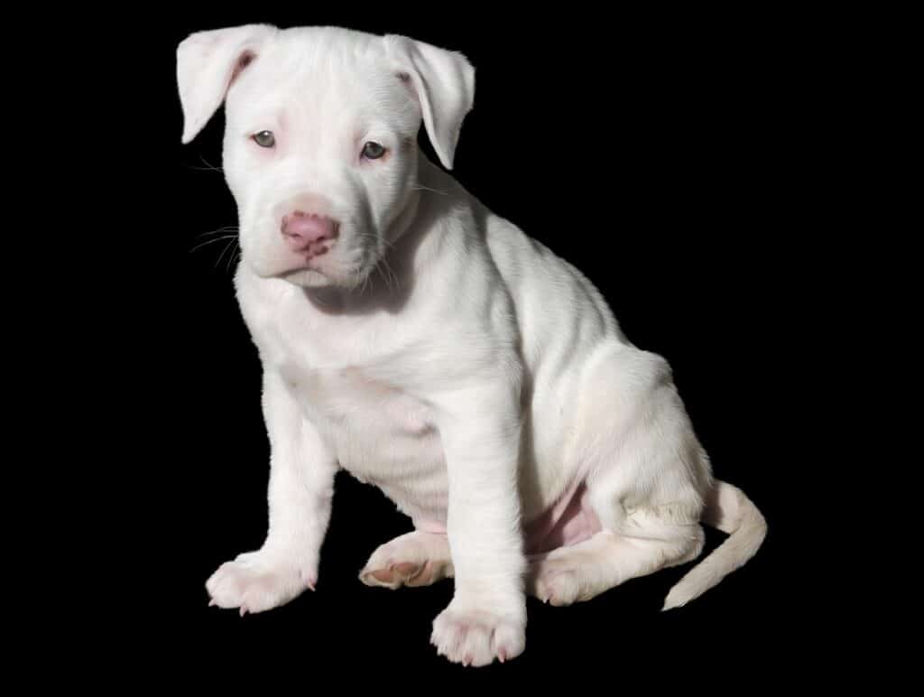 Pitbull