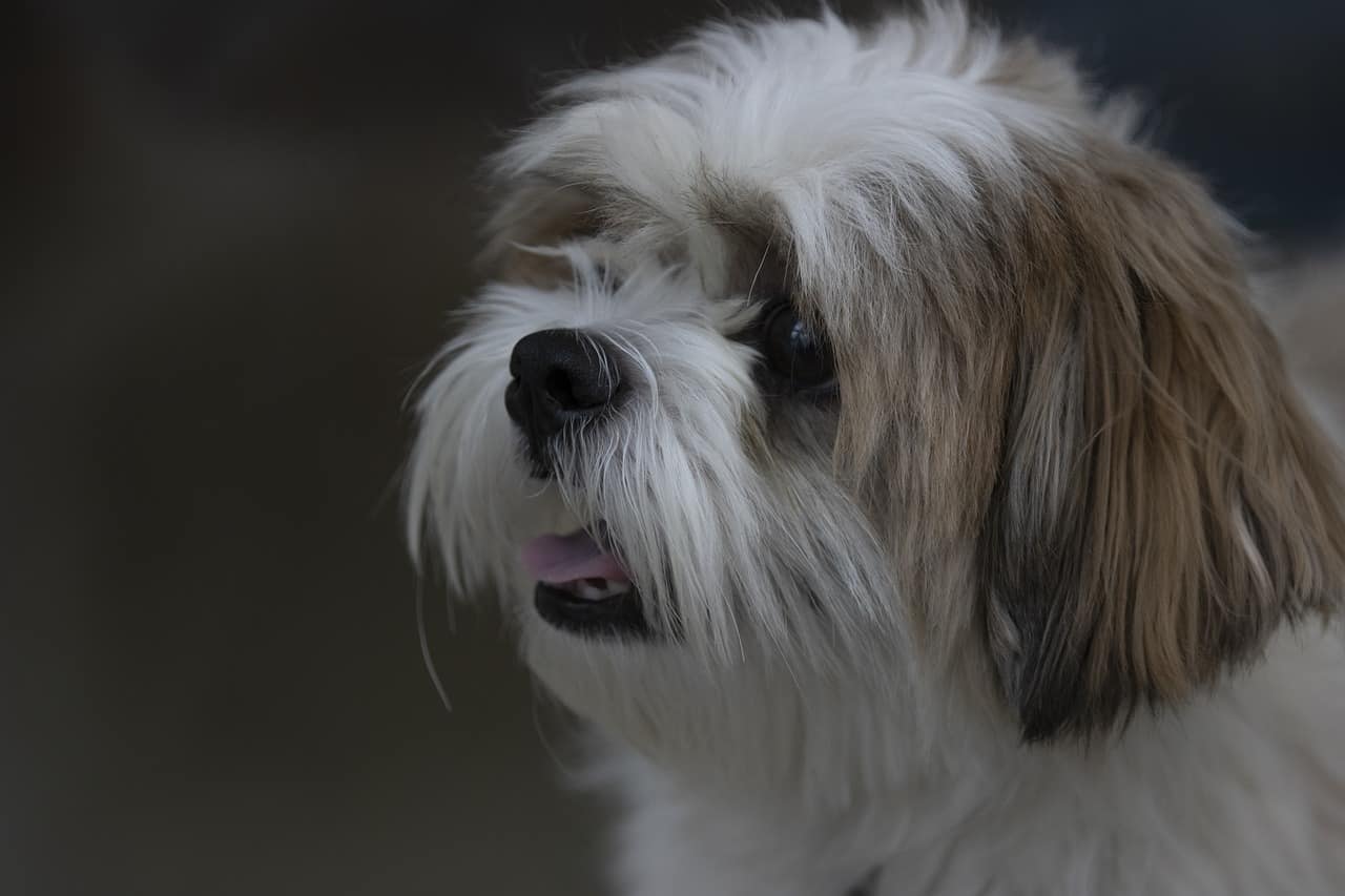 Shih Tzu