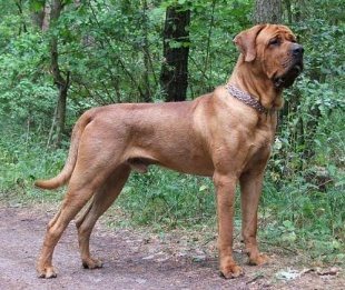 Tosa Inu Japanische Hunde