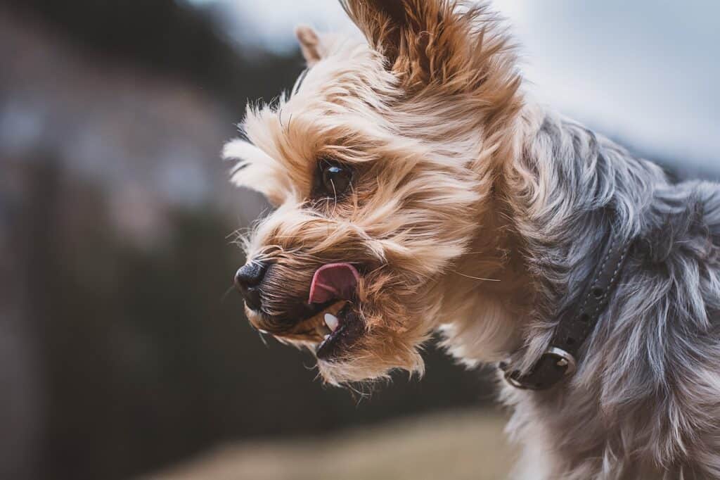 Yorkshire Terrier