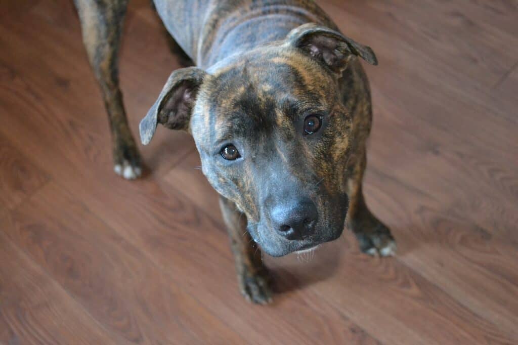 staffordshire bullterrier