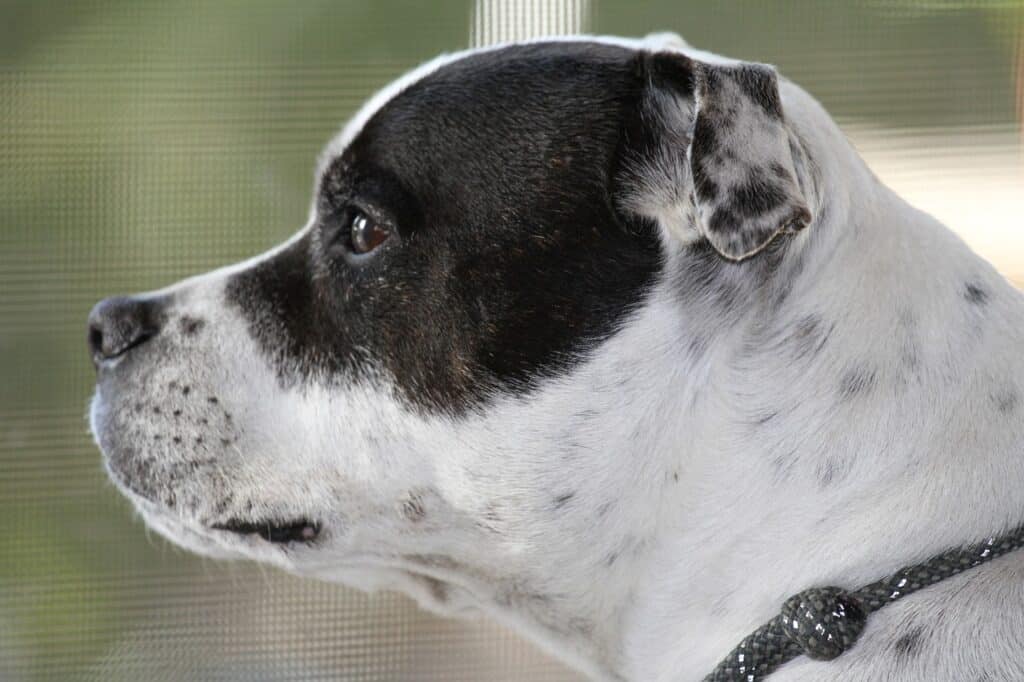 staffordshire bullterrier