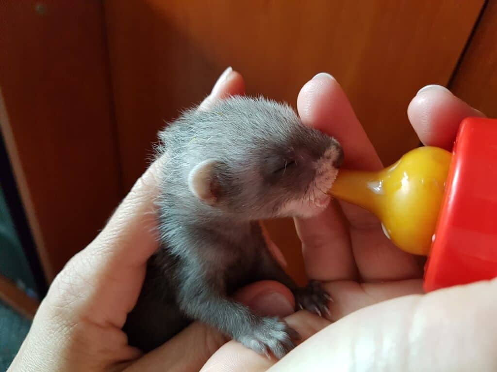Frettchen