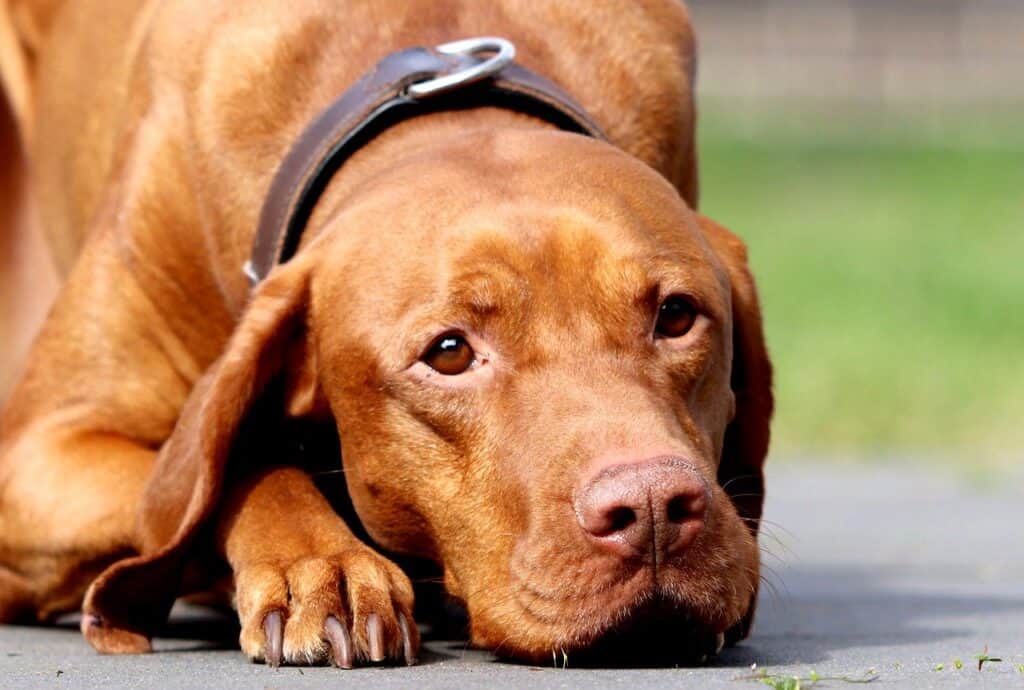 Magyar Vizsla