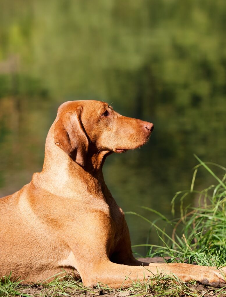 Magyar Vizsla