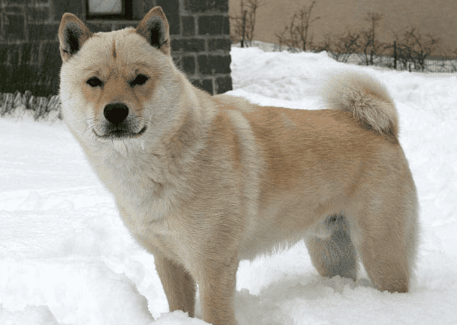 Hokkaido Inu