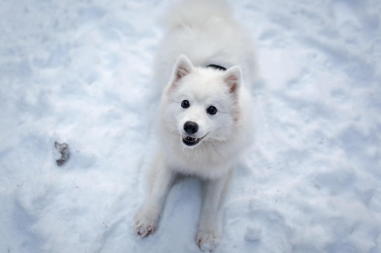 Japan Spitz