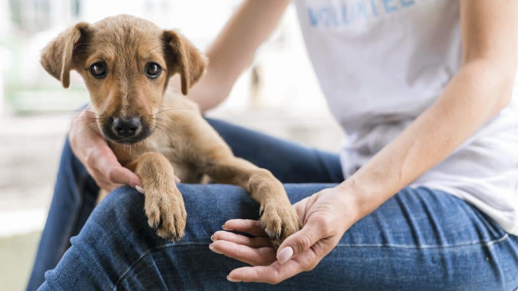 Tier adoptieren