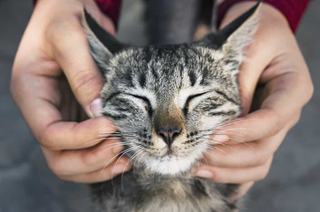 Tier adoptieren