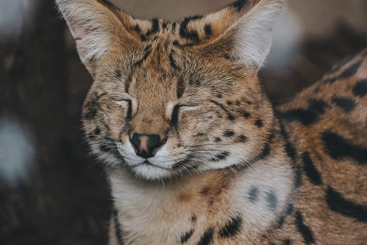 Portrait zur Katzenrasse Ashera