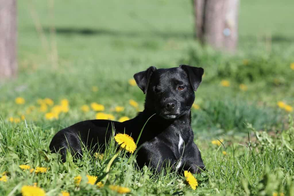Patterdale Terrier