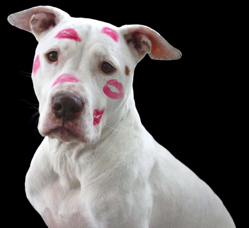 Pitbull küsse
