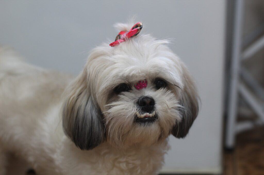 Shih Tzu Frisur