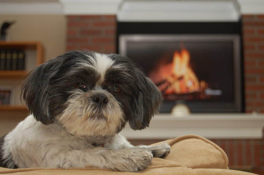 Shih Tzu Zuhause