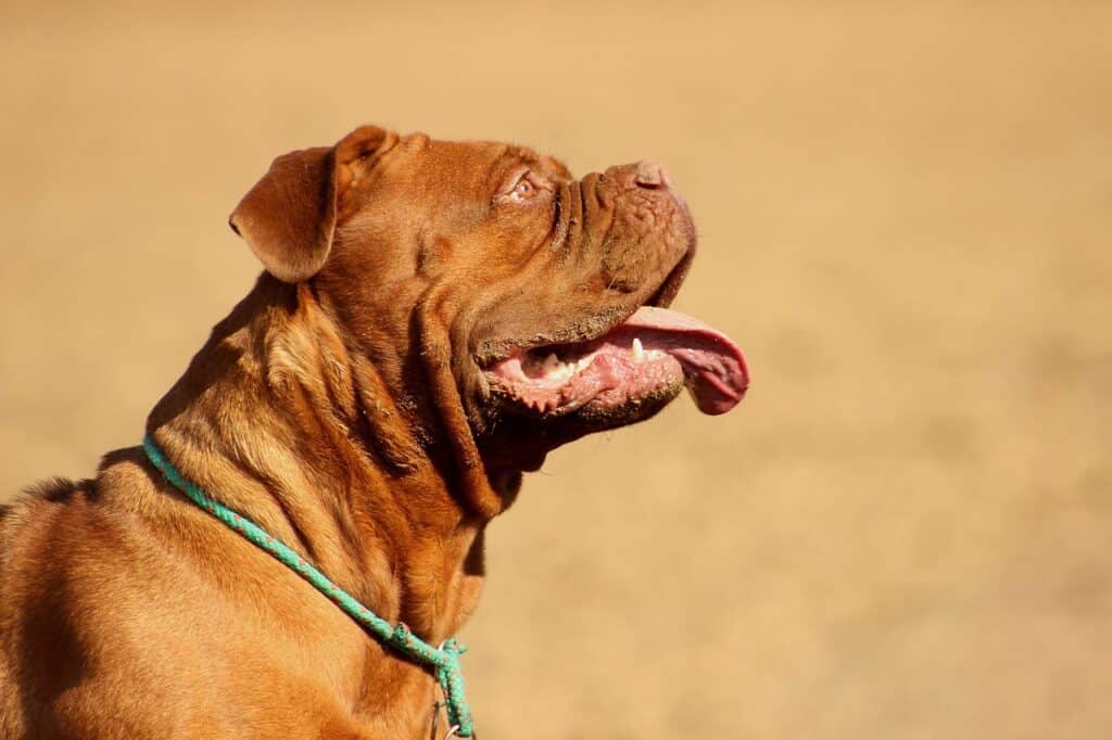 mastiff 2