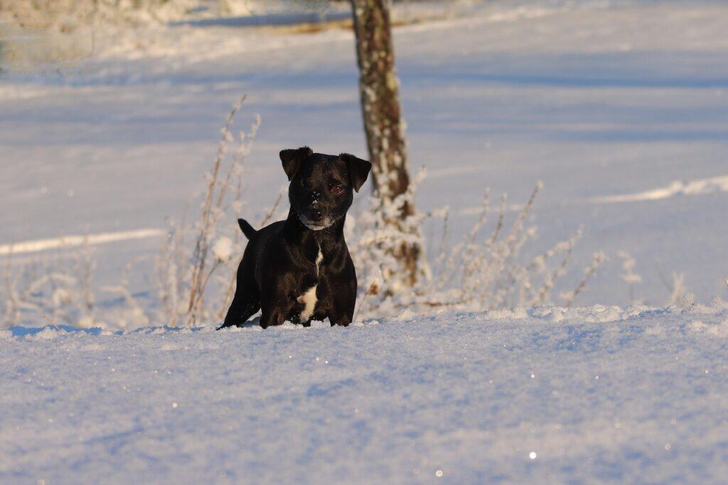 patterdalen-terrier