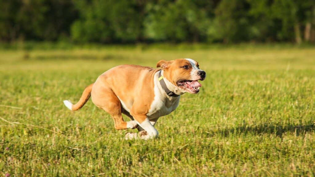 staffordshire-bull-terrier-bewegung