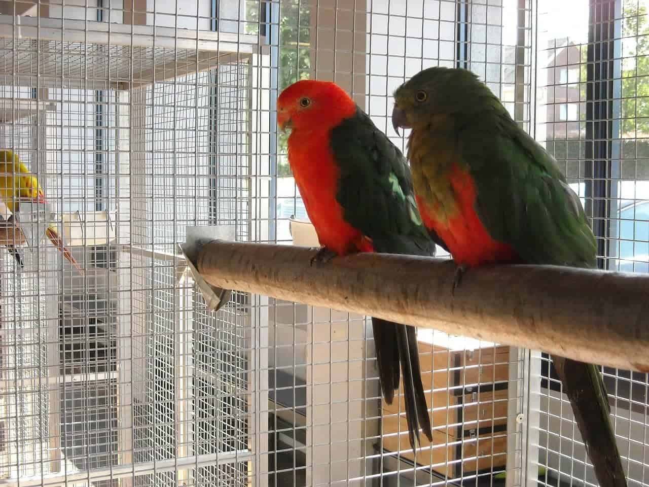 Der perfekte Vogelkäfig: Größe, Material & Standort