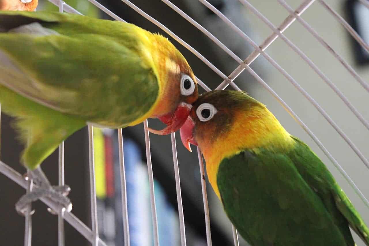 Vogelkäfig kaufen: Die häufigsten Fehler vermeiden