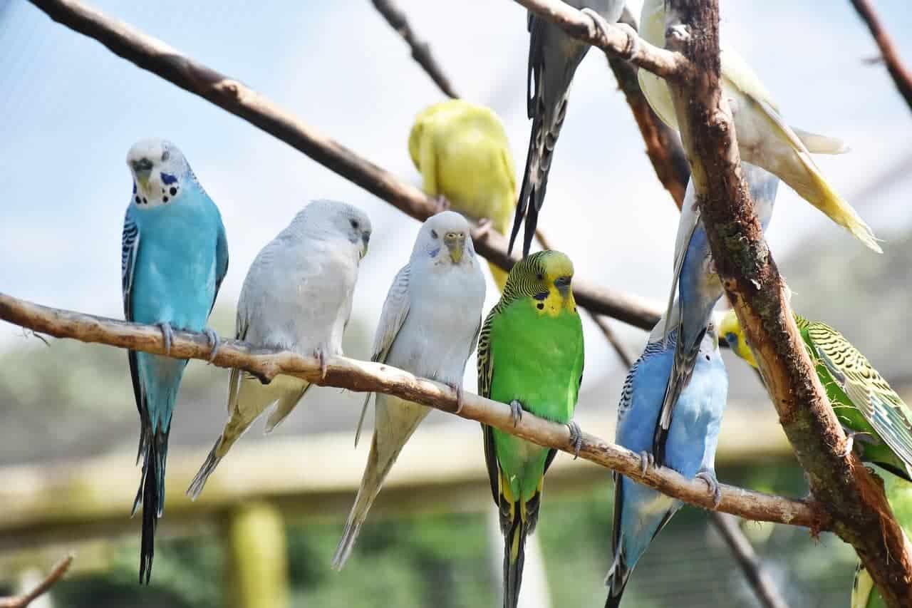 Giftliste für Papageien: Diese Lebensmittel sind tabu