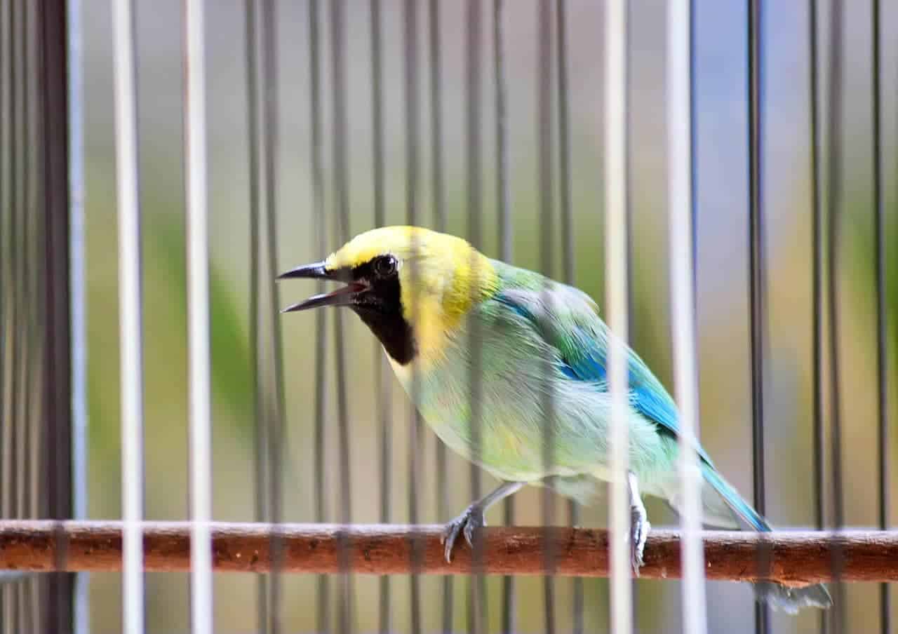 Gefahren im Vogelkäfig: Giftige Materialien und Spielzeuge