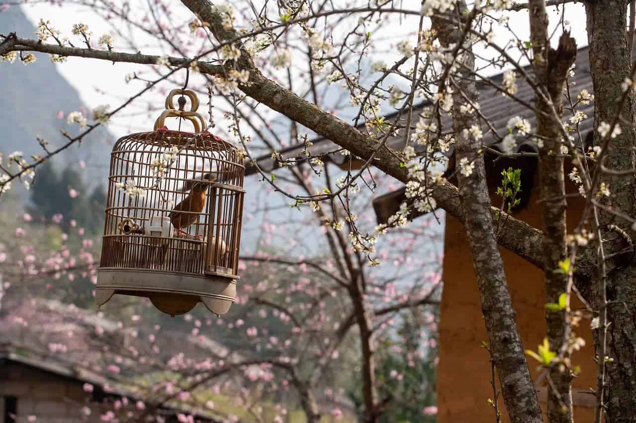 Vogelkäfig richtig reinigen und pflegen