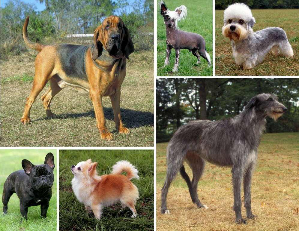Sechs Hunderassen im Vergleich: Bloodhound, Chinesischer Schopfhund, Dandie Dinmont Terrier, Scottish Deerhound, langhaariger Chihuahua und Französische Bulldogge