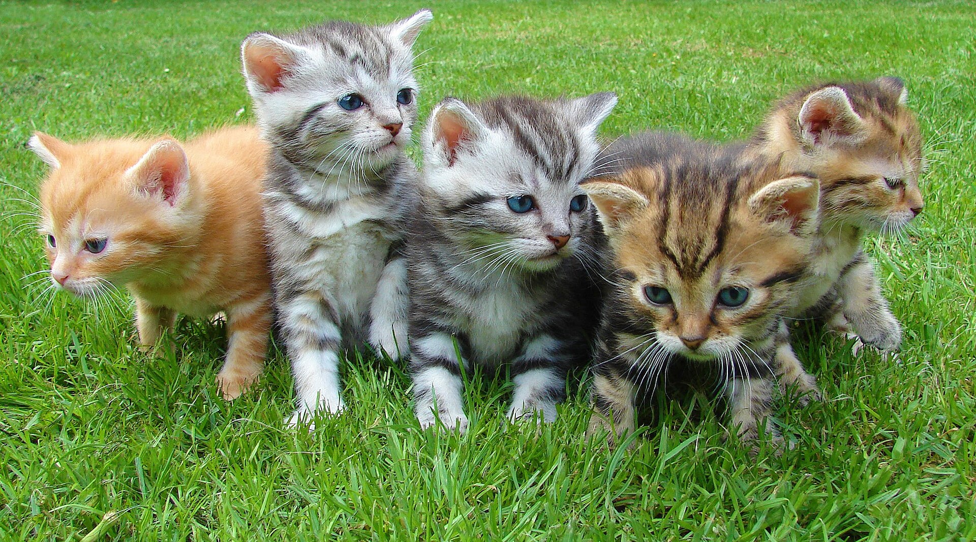 Katzenrassen im tierisch-verliebt Magazin