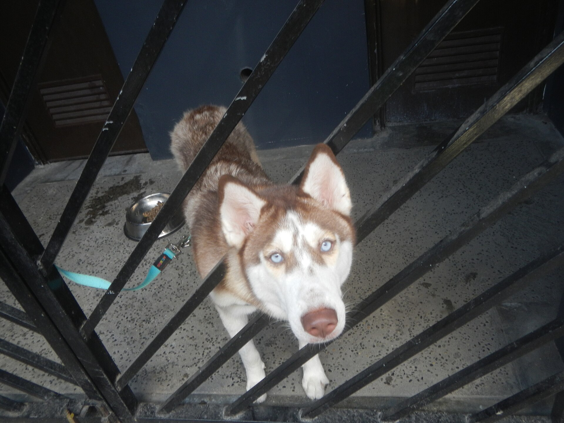 Husky mit blauen Augen blickt durch das Gitter eines Tierheims