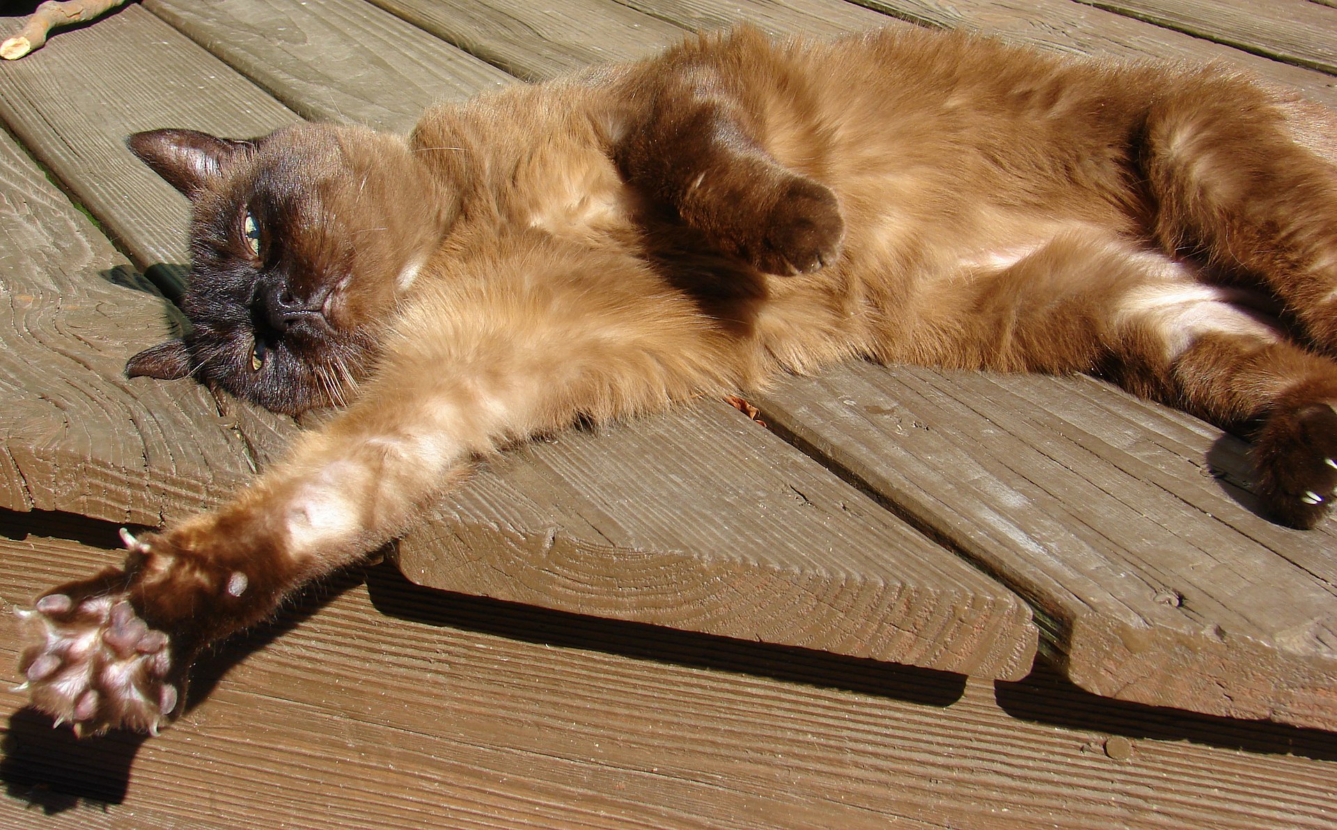 Tonkanese-Katze in Natural Mink streckt sich auf einer Holzterrasse